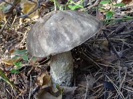 Attēlu rezultāti vaicājumam “Leccinum melaneum”