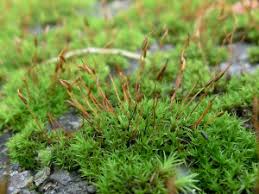 Attēlu rezultāti vaicājumam “Didymodon rigidulus sporophyte”