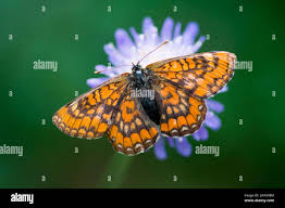 Attēlu rezultāti vaicājumam “Euphydryas maturna underside”