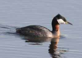 Attēlu rezultāti vaicājumam “Podiceps grisegena”