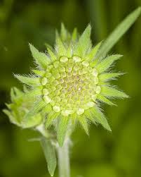 Attēlu rezultāti vaicājumam “Knautia arvensis flower”
