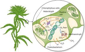 Attēlu rezultāti vaicājumam “Sphagnum angustifolium sporophyte”
