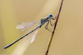 Attēlu rezultāti vaicājumam “Lestes dryas male”