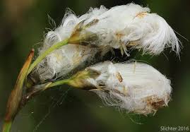 Attēlu rezultāti vaicājumam “Eriophorum gracile”