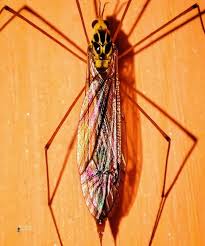 Attēlu rezultāti vaicājumam “Tipulidae male”