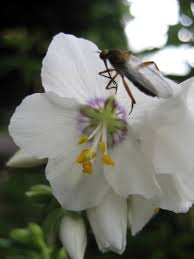 Image result for Polemonium coeruleum