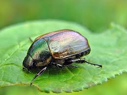 Attēlu rezultāti vaicājumam “Anomala dubia”