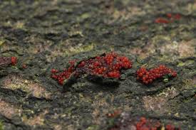 Attēlu rezultāti vaicājumam “Nectria episphaeria”