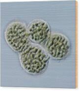 Attēlu rezultāti vaicājumam “Nostoc pruniforme macro”