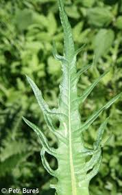 Attēlu rezultāti vaicājumam “Cirsium heterophyllum leaf”