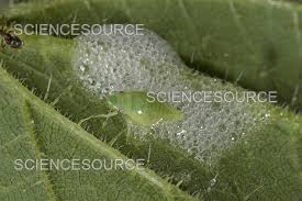 Attēlu rezultāti vaicājumam “Philaenus spumarius nymph”