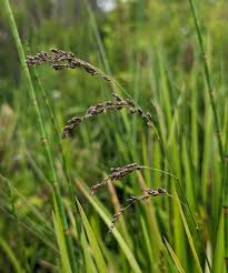 Attēlu rezultāti vaicājumam “Glyceria striata fruit”