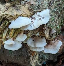 Attēlu rezultāti vaicājumam “Antrodiella semisupina”