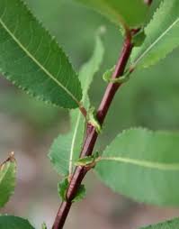 Attēlu rezultāti vaicājumam “Salix triandra”