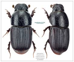 Attēlu rezultāti vaicājumam “Aphodius subterraneus”