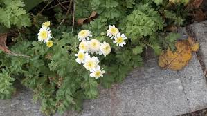 Image result for Tanacetum parthenium