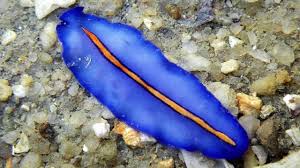 Attēlu rezultāti vaicājumam “Plathelminthes”