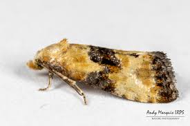 Attēlu rezultāti vaicājumam “Eupoecilia angustana”