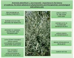 Attēlu rezultāti vaicājumam “Artemisia absinthium”