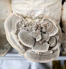 Attēlu rezultāti vaicājumam “Trametes hirsuta”