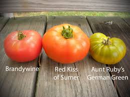 Afbeeldingsresultaat voor brandywine sudduth tomato