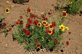 Image result for Coreopsis