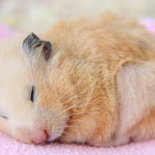 Afbeeldingsresultaat voor hamsters