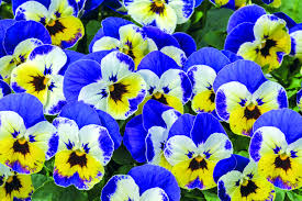 Image result for Viola cornuta