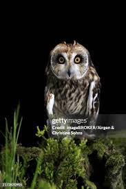 Attēlu rezultāti vaicājumam “Asio flammeus adult”