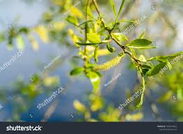 Attēlu rezultāti vaicājumam “Salix triandra male flower”