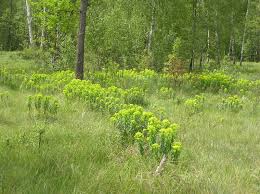 Attēlu rezultāti vaicājumam “Euphorbia palustris”