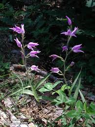 Attēlu rezultāti vaicājumam “Cephalanthera rubra leaf”