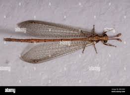 Attēlu rezultāti vaicājumam “Myrmeleontidae”