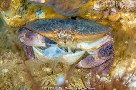 Image result for Cancer pagurus