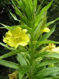 Image result for Oenothera biennis
