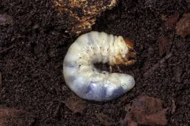 Attēlu rezultāti vaicājumam “Oryctes nasicornis larva”