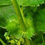 Attēlu rezultāti vaicājumam “Alchemilla subcrenata  flower”