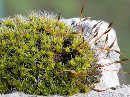 Attēlu rezultāti vaicājumam “Syntrichia virescens”