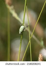 Attēlu rezultāti vaicājumam “Hoplia parvula”