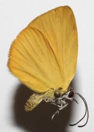 Attēlu rezultāti vaicājumam “Riodinidae”