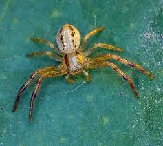 Attēlu rezultāti vaicājumam “Xysticus bifasciatus female”