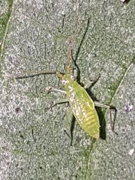 Attēlu rezultāti vaicājumam “Blepharidopterus angulatus”