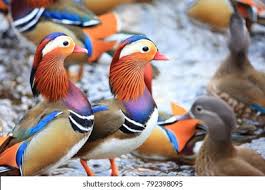 Attēlu rezultāti vaicājumam “Aix galericulata”