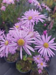 Image result for Aster amellus