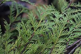 Attēlu rezultāti vaicājumam “Thuja plicata”