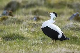 Attēlu rezultāti vaicājumam “Somateria mollissima male”