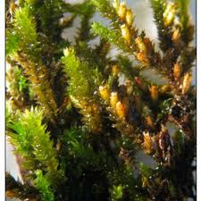 Attēlu rezultāti vaicājumam “Jungermannia sphaerocarpa sporophyte”