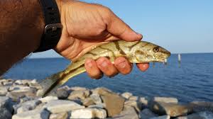 Image result for Menticirrhus saxatilis