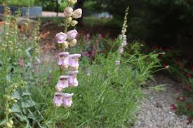 Attēlu rezultāti vaicājumam “Acer pseudoplatanus fo. purpurascens flower”