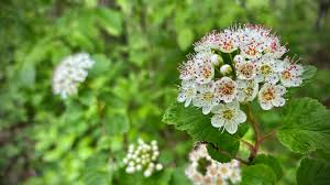 Attēlu rezultāti vaicājumam “Physocarpus opulifolius”